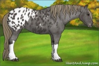 Horse Color:Smoky Black Appaloosa 