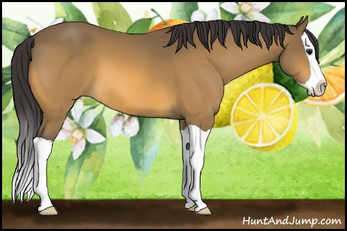 Horse Color: Buckskin Splash 