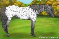 Horse Color:Blue Roan Appaloosa