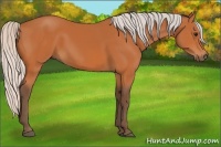 Horse Color:Silver Bay 