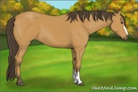 Horse Color:Buckskin 