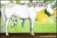 Horse Color:Perlino Splash 