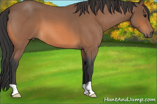 Horse Color: Bay Roan 