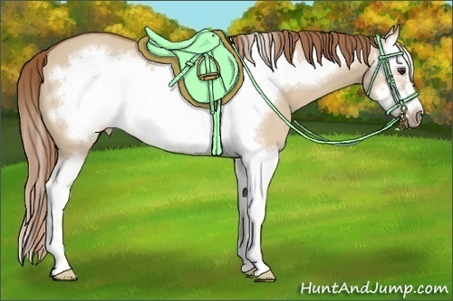 Horse Color:Red Dun Splash Frame