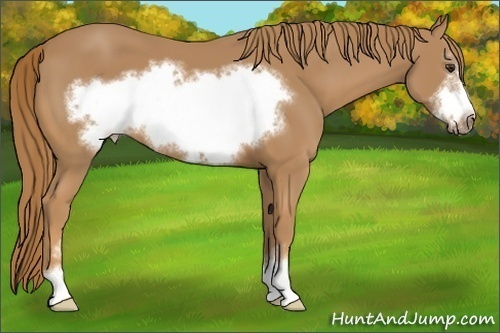 Horse Color:Chestnut Sabino Frame 