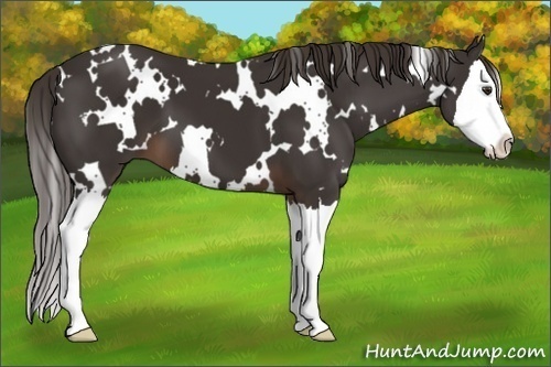 Horse Color: White Spotted Liver Chestnut Splash 