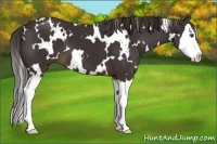 Horse Color:White Spotted Liver Chestnut Splash 