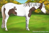 Horse Color:Liver Chestnut Splash Tobiano 