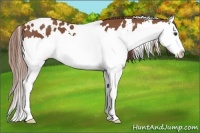 Horse Color:White Spotted Chestnut Splash 