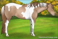 Horse Color:Liver Chestnut Pearl Tobiano 