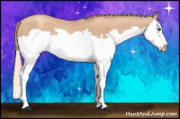 Horse Color:Gold Champagne Splash Frame 