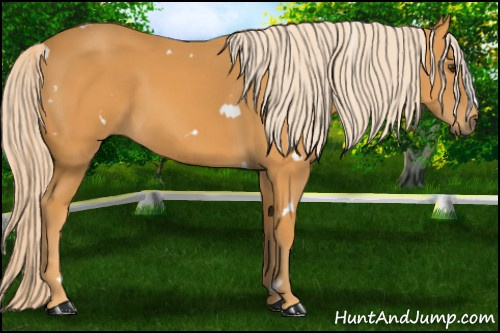 Horse Color: White Spotted Chocolate Palomino 