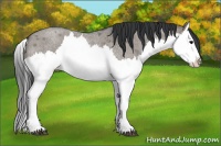 Horse Color:Grullo Roan Splash 