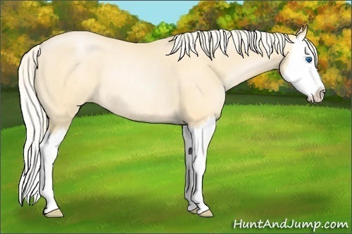 Horse Color:Palomino Pearl Splash Rabicano