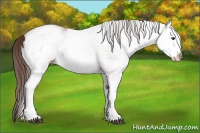 Horse Color:White Spotted Liver Red Dun Splash 