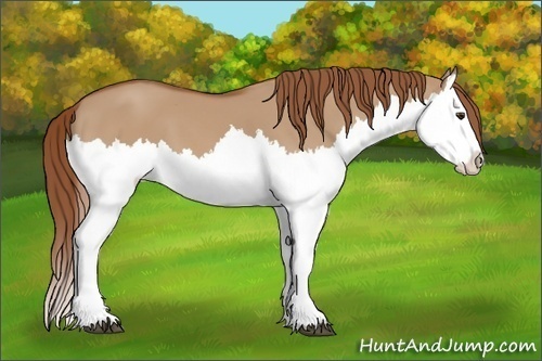 Horse Color: Red Dun Splash 