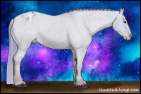 Horse Color:Watercolor Red Dun Appaloosa 