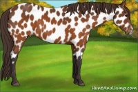 Horse Color:Buckskin Appaloosa