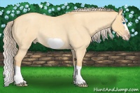 Horse Color:Gold Cream Champagne Roan Dun Splash Frame Rabicano 