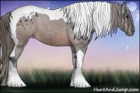 Horse Color:Brown Tobiano Appaloosa 