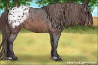 Horse Color:Buckskin Blanket 