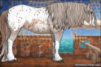 Horse Color:Buckskin Splash Appaloosa 