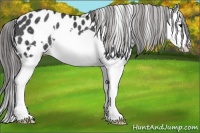 Horse Color:Black Splash Frame Appaloosa Rabicano 