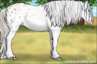 Horse Color:Chocolate Palomino Pearl Appaloosa
