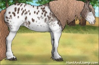 Horse Color:White Spotted Liver Chestnut Blanket 