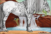 Horse Color:Black Frame Appaloosa 