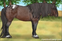 Horse Color:Brown Appaloosa 