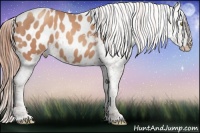 Horse Color:Gold Champagne Appaloosa