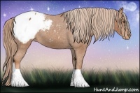 Horse Color:Chestnut Appaloosa 