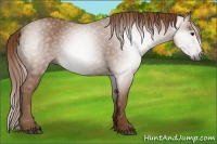 Horse Color:Gray Chestnut 