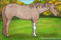 Horse Color:Chestnut Appaloosa Rabicano 