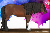 Horse Color:Bay 