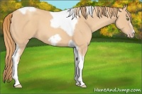 Horse Color:Gold Champagne Tobiano Frame 