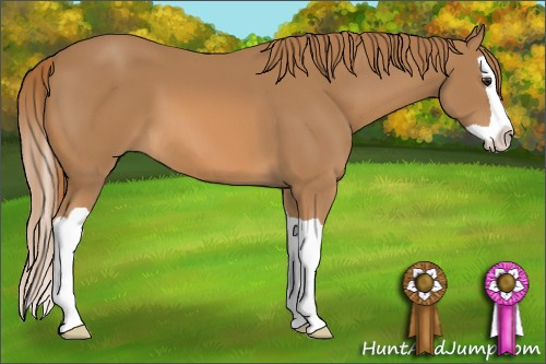 Horse Color: Unknown 