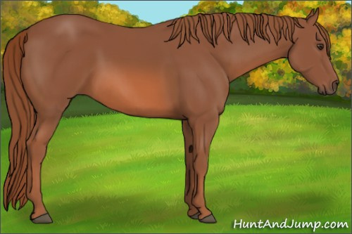 Horse Color: Liver Chestnut 