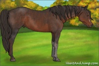 Horse Color:White Spotted Liver Chestnut Sabino  Brindle