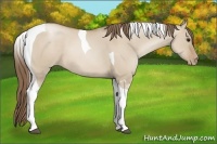 Horse Color:Grullo Pearl Sabino Tobiano