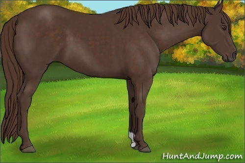 Horse Color: Liver Chestnut 
