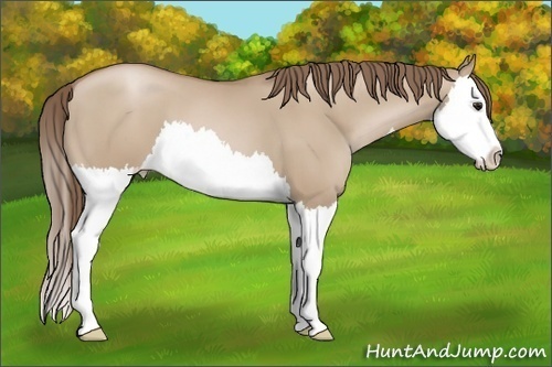 Horse Color: Grullo Pearl Sabino Splash 