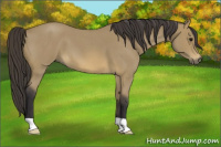Horse Color:Buckskin Roan 