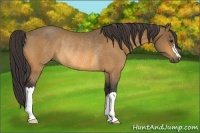 Horse Color:Buckskin Rabicano 