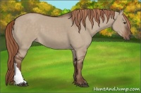 Horse Color:Liver Red Dun 