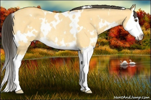 Horse Color: White Spotted Buckskin Dun Splash Rabicano 