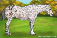Horse Color:Brown Appaloosa 