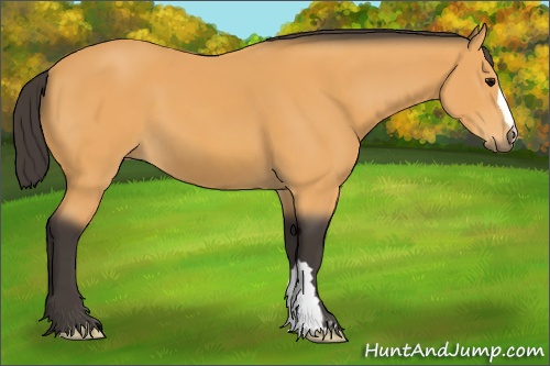 Horse Color: Buckskin 