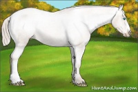 Horse Color:Chocolate Palomino Pearl Varnish 